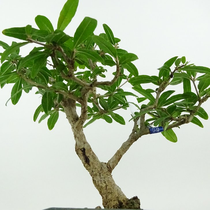 盆栽 石榴 樹高 約22cm ざくろ Punica granatum ザクロ ミソハギ科