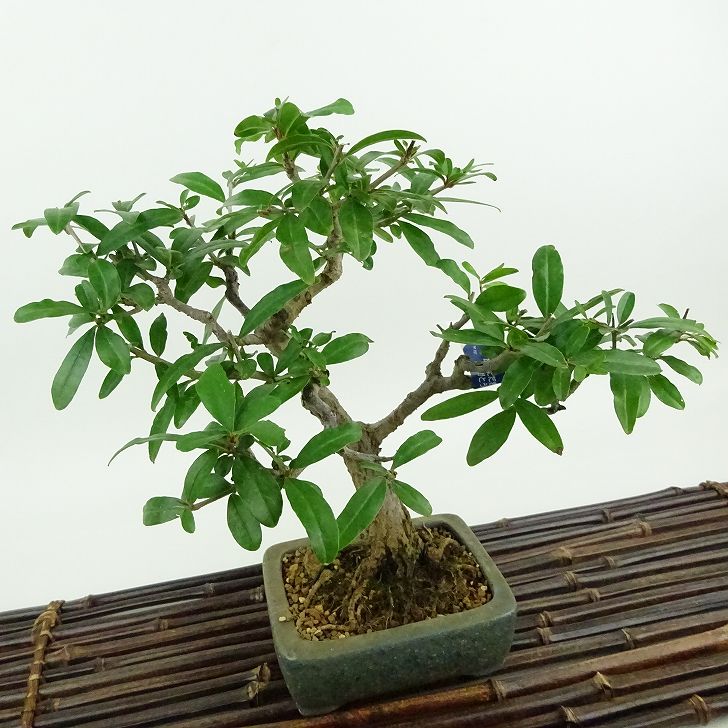 盆栽 石榴 樹高 約22cm ざくろ Punica granatum ザクロ ミソハギ科