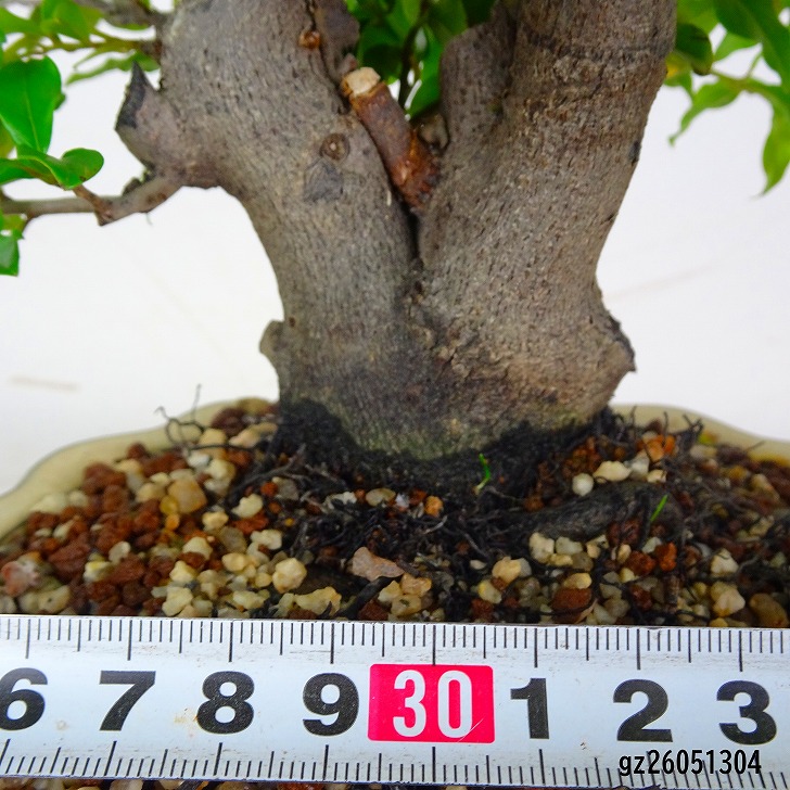 盆栽 常盤柿 樹高 約37cm ときわがき Diospyros morrisiana トキワガキ
