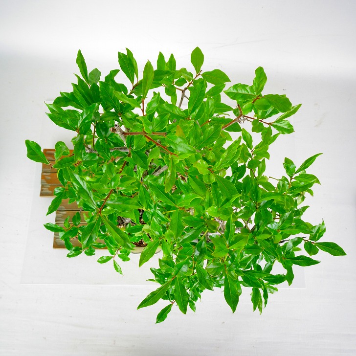 盆栽 常盤柿 樹高 約37cm ときわがき Diospyros morrisiana トキワガキ