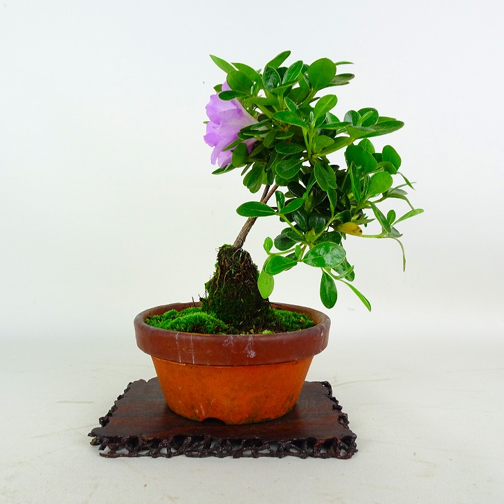 盆栽 皐月 紫扇 樹高 約17cm さつき Rhododendron indicum サツキ ツツジ科 常緑樹 鑑賞 観賞用 小品 現品 はニわ株式会社 Yahoo ショップ - 通販 - Yahoo ショッピング