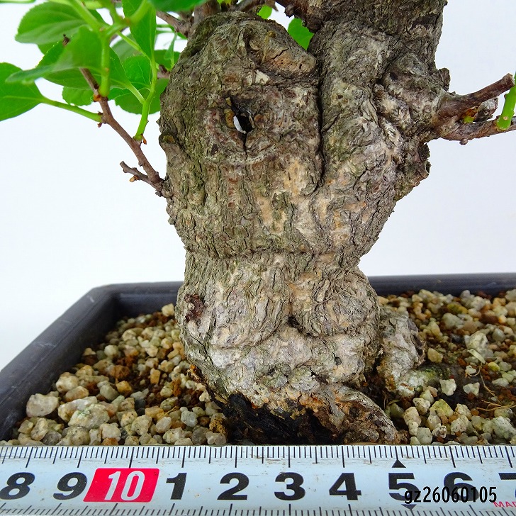 盆栽 蔓梅擬 樹高 約 25cm つるうめもどき オス ツルウメモドキ つる性