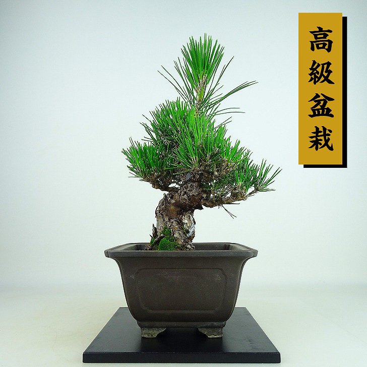 盆栽 松 黒松 瑞宝 樹高 約19cm くろまつ 高級盆栽 Pinus thunbergii