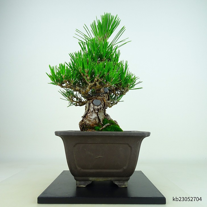 盆栽 松 黒松 瑞宝 樹高 約19cm くろまつ 高級盆栽 Pinus thunbergii 