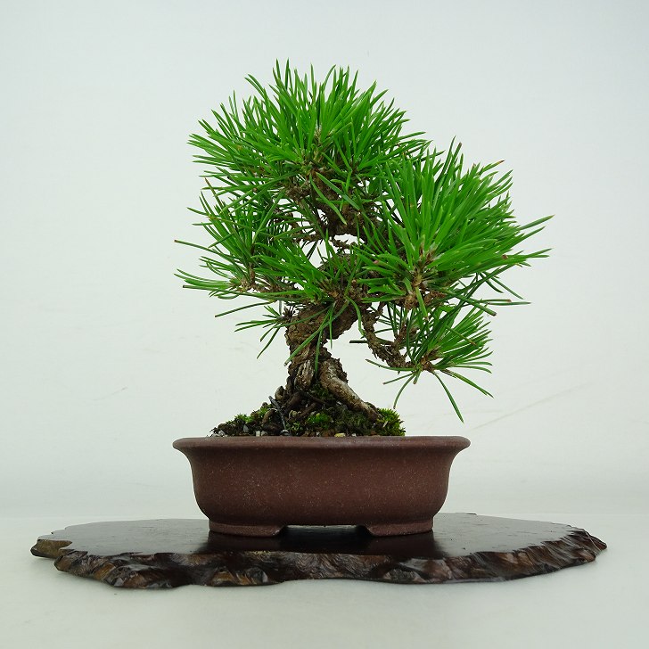 盆栽 松 黒松 樹高 約 13cm くろまつ Pinus thunbergii クロマツ マツ