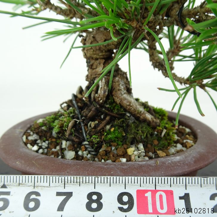 盆栽 松 黒松 樹高 約 13cm くろまつ Pinus thunbergii クロマツ マツ