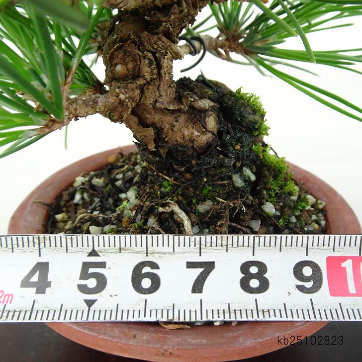 盆栽 松 黒松 樹高 約10cm くろまつ Pinus thunbergii クロマツ マツ科