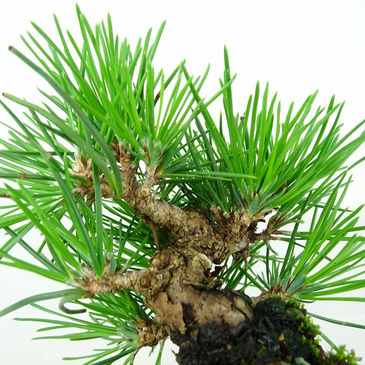 盆栽 松 黒松 樹高 約10cm くろまつ Pinus thunbergii クロマツ マツ科