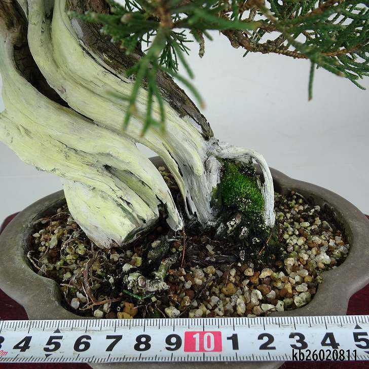 盆栽 真柏 樹高 約28cm しんぱく 山取り 高級盆栽 Juniperus chinensis
