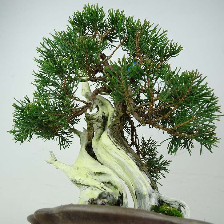 盆栽 真柏 樹高 約28cm しんぱく 山取り 高級盆栽 Juniperus chinensis