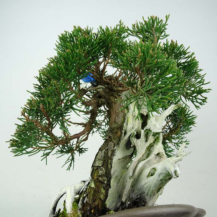 盆栽 真柏 樹高 約28cm しんぱく 山取り 高級盆栽 Juniperus chinensis