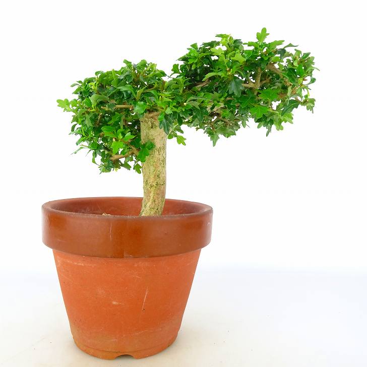 限定特価 匂い楓 においかえで Premna Japonica ニオイカエデ クマツヅラ科 落葉樹 観賞用 盆栽 小品 現品 Www iwearparts Com