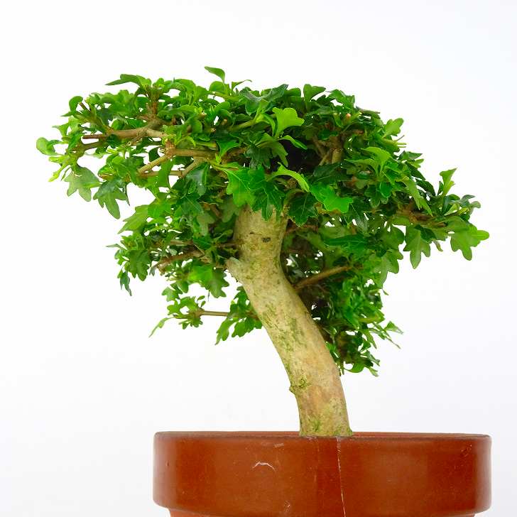 限定特価 匂い楓 においかえで Premna Japonica ニオイカエデ クマツヅラ科 落葉樹 観賞用 盆栽 小品 現品 Www iwearparts Com