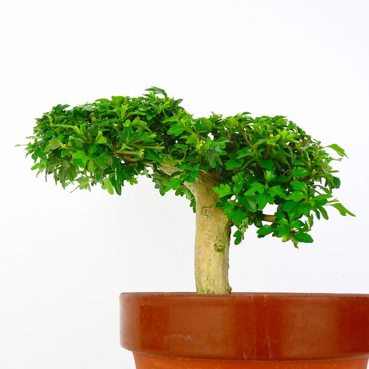 限定特価 匂い楓 においかえで Premna Japonica ニオイカエデ クマツヅラ科 落葉樹 観賞用 盆栽 小品 現品 Www iwearparts Com