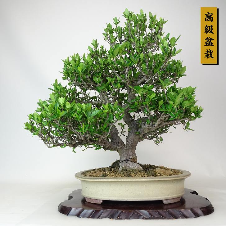 盆栽 梔子 樹高 約47cm くちなし 高級盆栽 Gardenia jasminoides
