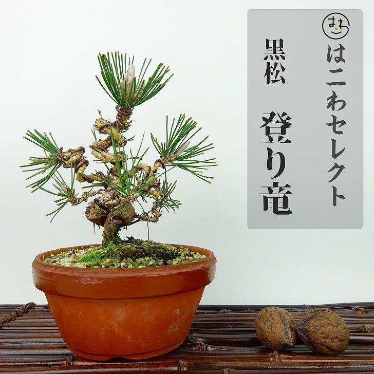 盆栽 松 黒松 登り竜 樹高 約14~16cm くろまつ Pinus thunbergii