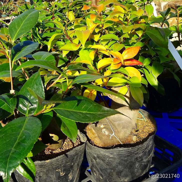 盆栽 椿 胡蝶 侘助 樹高 約25〜28cm つばき Camellia japonica ツバキ