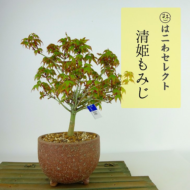 盆栽 紅葉 清姫 樹高 16cm〜18cm もみじ Acer palmatum モミジ