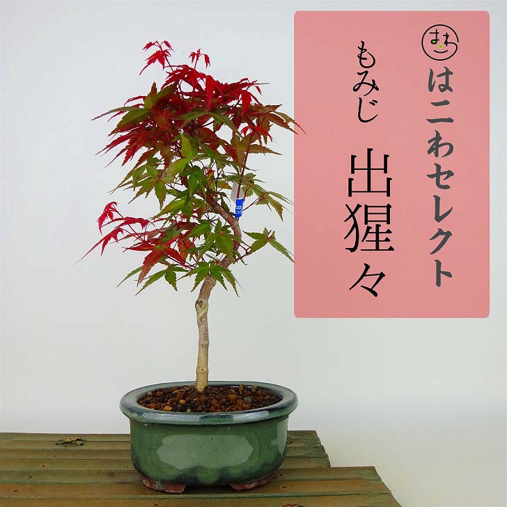 盆栽 紅葉 出猩々 樹高 約24cm〜26cm もみじ Acer palmatum モミジ