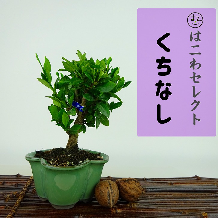 盆栽 梔子 樹高 約9〜11cm くちなし Gardenia jasminoides クチナシ