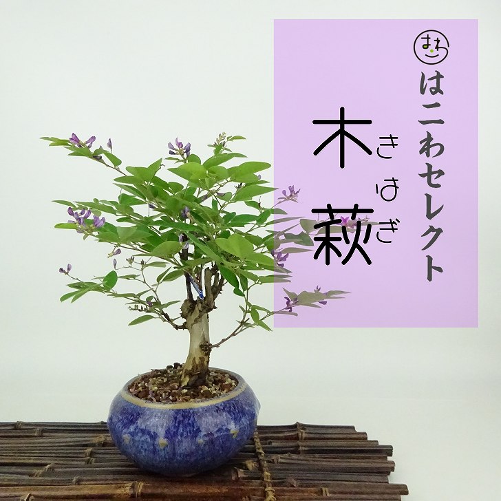 盆栽 木萩 樹高 約18〜20cm きはぎ Lespedeza buergeri キハギ マメ科