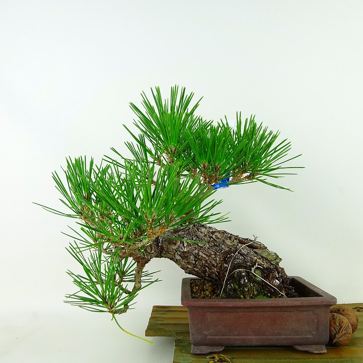 盆栽 松 黒松 樹高 上下 約20cm くろまつ Pinus thunbergii クロマツ