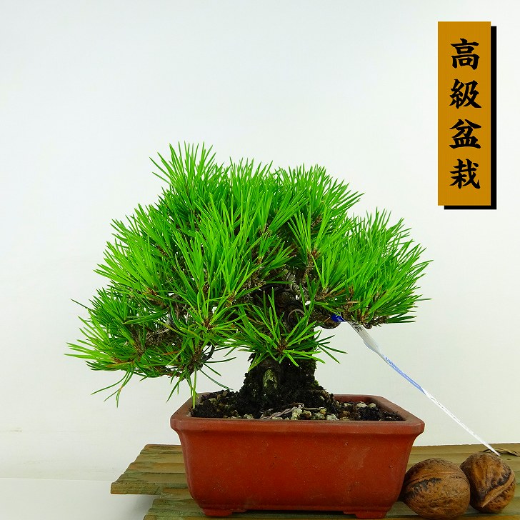 盆栽 松 黒松 樹高 約15cm くろまつ 高級盆栽 Pinus thunbergii