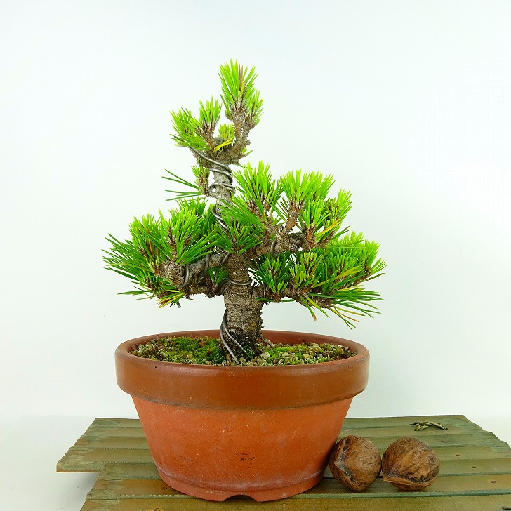 盆栽松黒松八房樹高約16cm くろまつPinus thunbergii クロマツマツ科