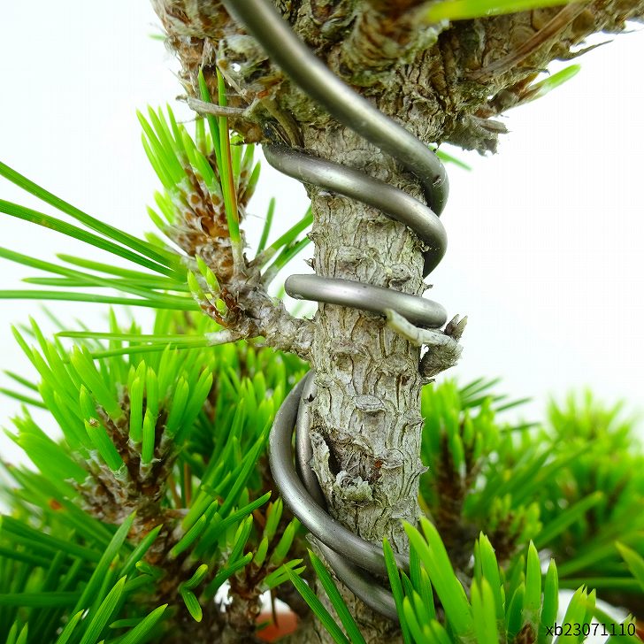 盆栽 松 黒松 八房 樹高 約16cm くろまつ Pinus thunbergii クロマツ