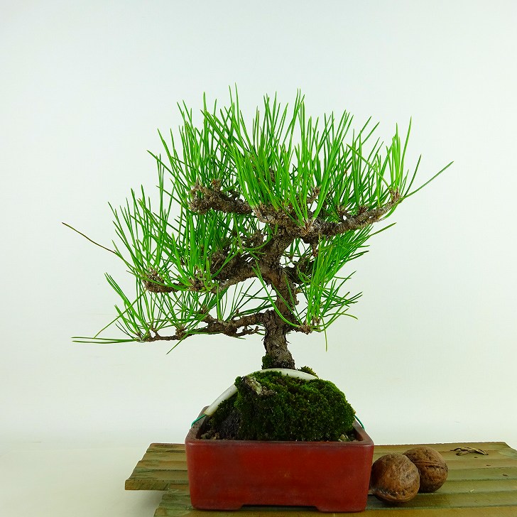 盆栽松黒松樹高約22cm くろまつPinus thunbergii クロマツマツ科常緑