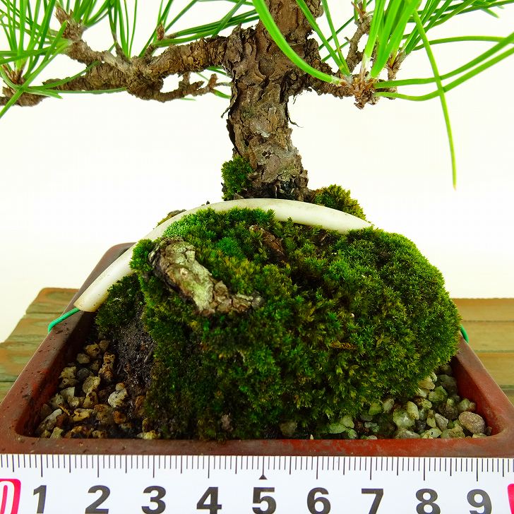 盆栽松黒松樹高約22cm くろまつPinus thunbergii クロマツマツ科常緑