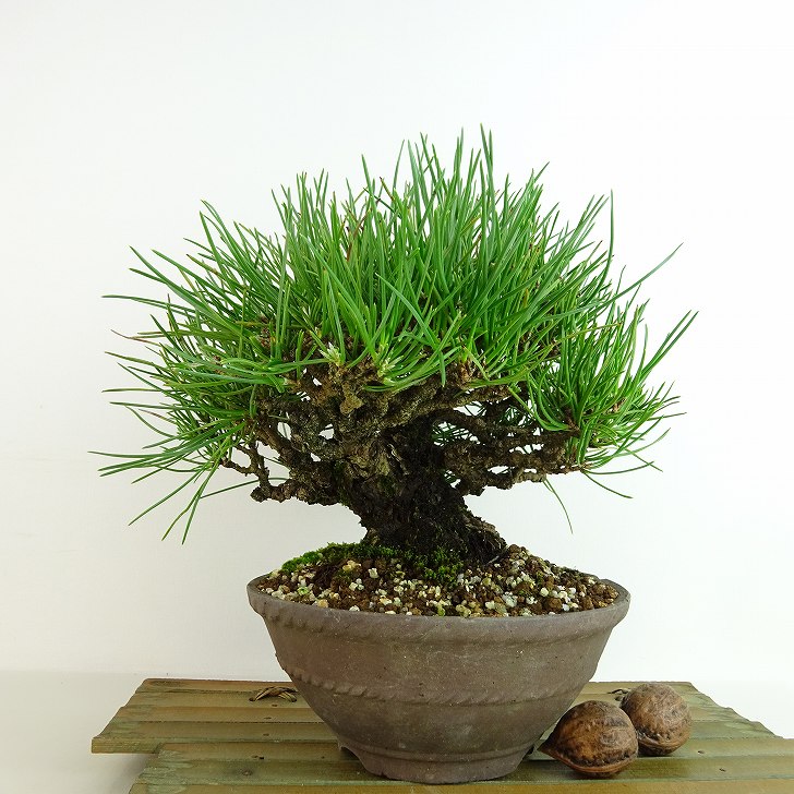 盆栽 松 黒松 樹高 約20cm くろまつ Pinus thunbergii クロマツ マツ科
