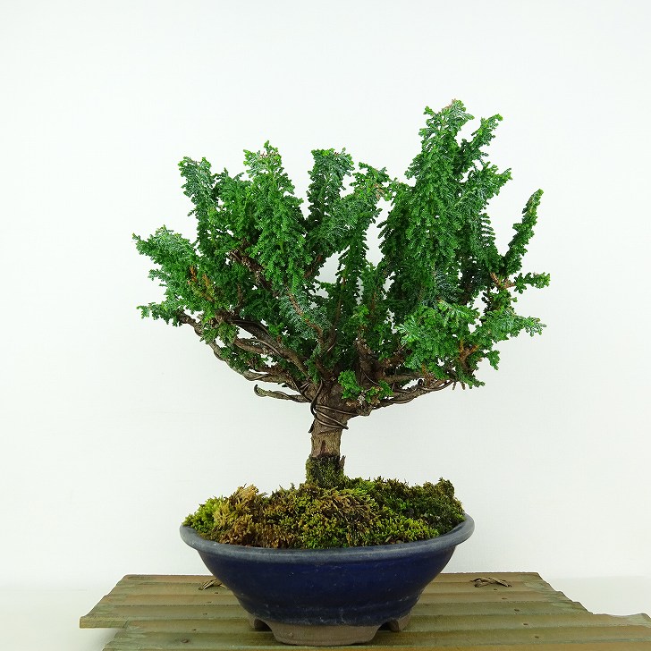 盆栽 石化桧 樹高 約23cm せっかひのき Chamaecyparis obtusa