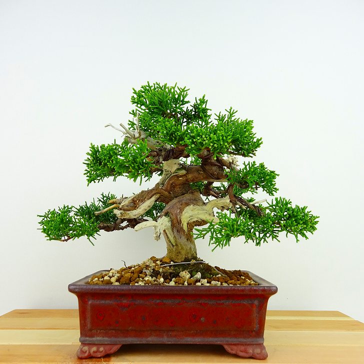 盆栽 真柏 樹高 約16cm しんぱく Juniperus chinensis シンパク “ジン シャリ” ヒノキ科 常緑樹 観賞用 小品 現品 :  017-23500-02 : はニわ株式会社 Yahoo!ショップ - 通販 - Yahoo!ショッピング