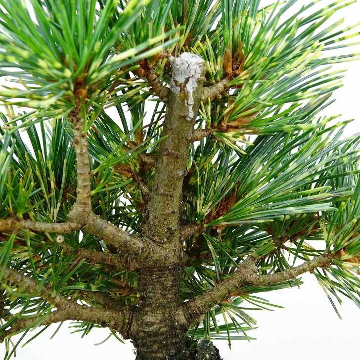 盆栽 松 五葉松 吹雪錦 樹高 約12cm ごようまつ Pinus parviflora ゴヨウマツ マツ科 常緑針葉樹 観賞用 小品 現品 :  008-22200-02 : はニわ株式会社 Yahoo!ショップ - 通販 - Yahoo!ショッピング