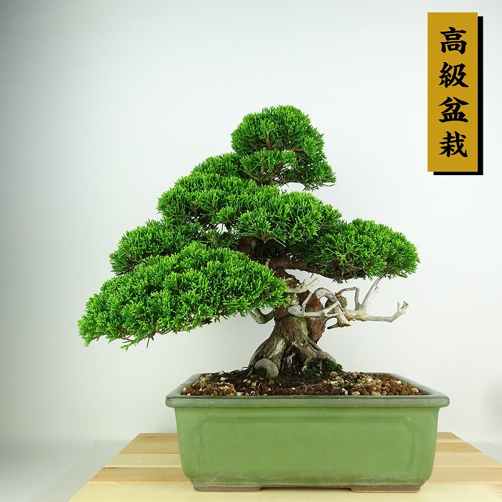 盆栽 真柏 樹高 約30cm しんぱく 高級盆栽 Juniperus chinensis