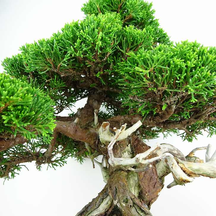 真柏　盆栽　【樹高30cm】 盆栽 真柏 樹高 約30cm しんぱく 高級盆栽 Juniperus chinensis