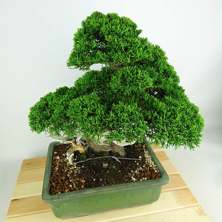 真柏　盆栽　【樹高30cm】 盆栽 真柏 樹高 約30cm しんぱく 高級盆栽 Juniperus chinensis