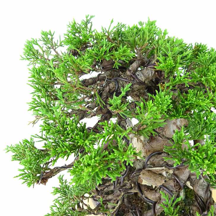 ⭕️★真柏！特価！早い物勝！送料無料、太幹・◎捻転・シャリ・ジン、シンパク ⭕️☆真柏！特価！早い物勝！送料無料、太幹・◎捻転・シャリ・ジン