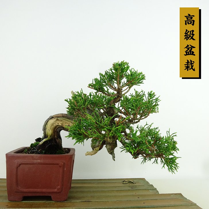 盆栽 真柏 樹高 上下 約14cm しんぱく 高級盆栽 Juniperus chinensis