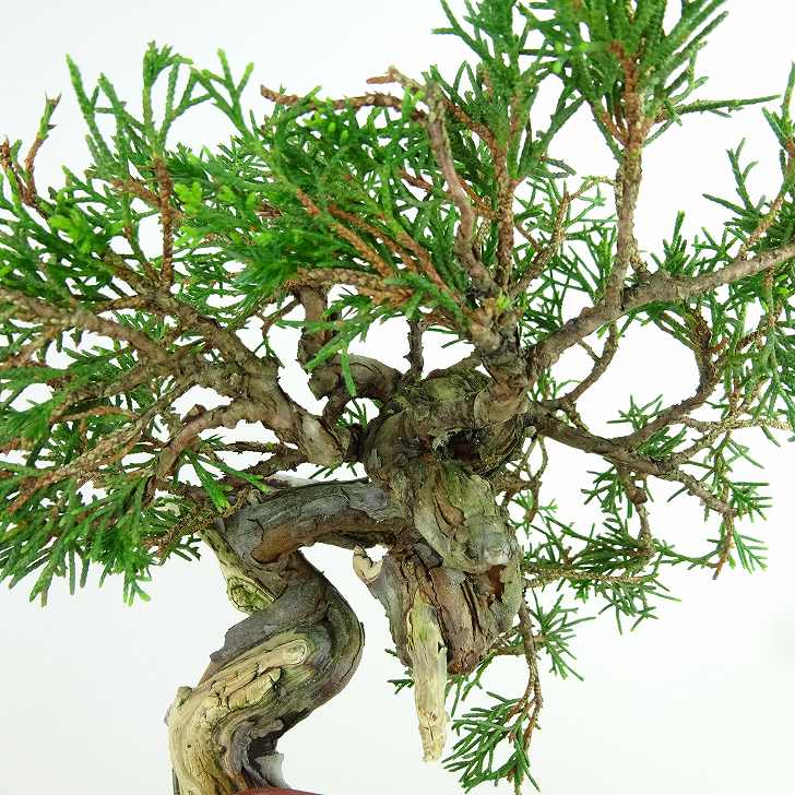 盆栽 真柏 樹高 上下 約14cm しんぱく 高級盆栽 Juniperus chinensis