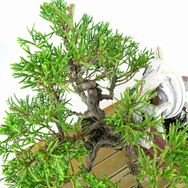盆栽 真柏 樹高 上下 約14cm しんぱく 高級盆栽 Juniperus chinensis