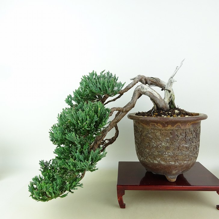 真柏】 樹高 27cm 古樹!!樹高12㎝ 天神板舎利 ヒョウタンボク 盆栽