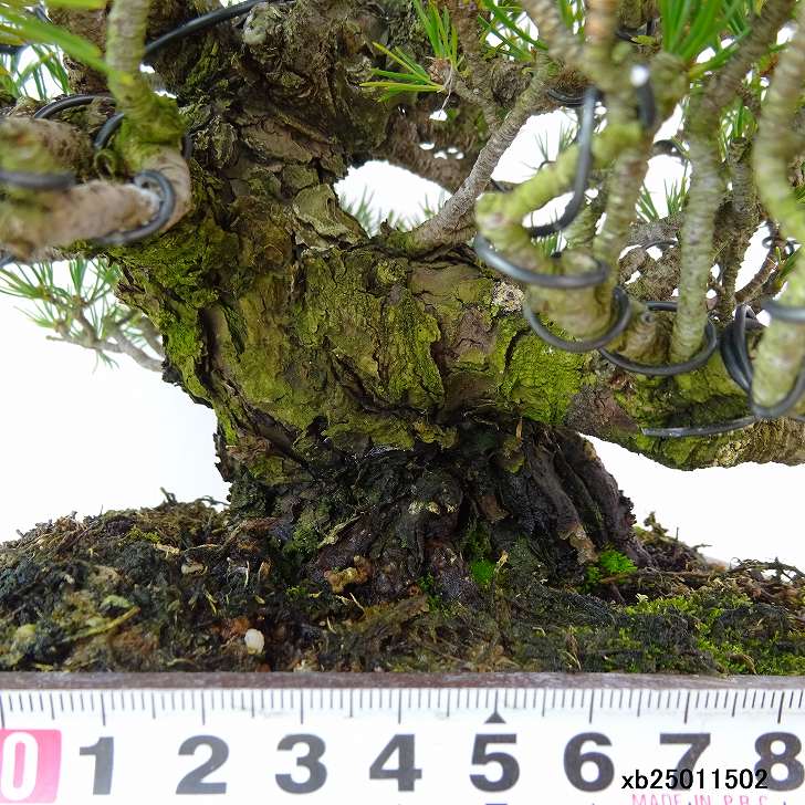盆栽 松 五葉松 九重 樹高 約19cm ごようまつ 高級盆栽 Pinus