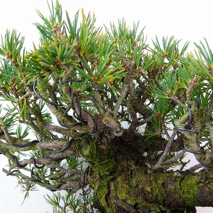 盆栽 松 五葉松 九重 樹高 約19cm ごようまつ 高級盆栽 Pinus