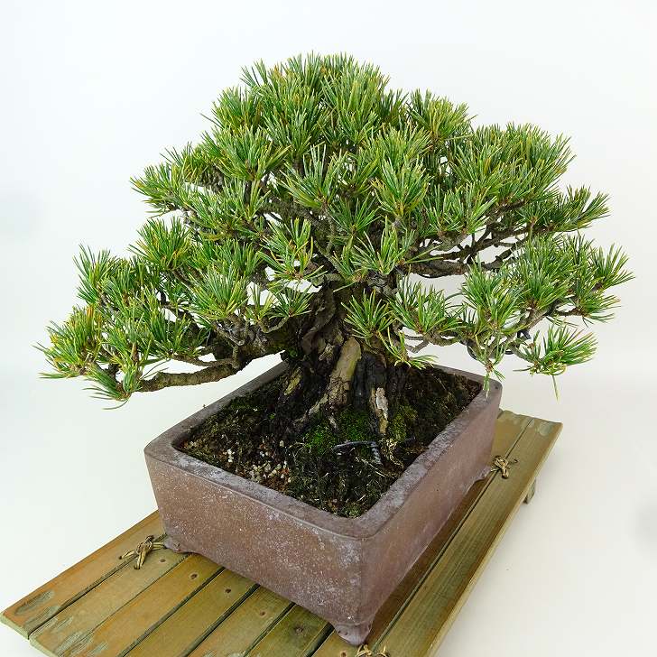 盆栽 松 五葉松 九重 樹高 約19cm ごようまつ 高級盆栽 Pinus