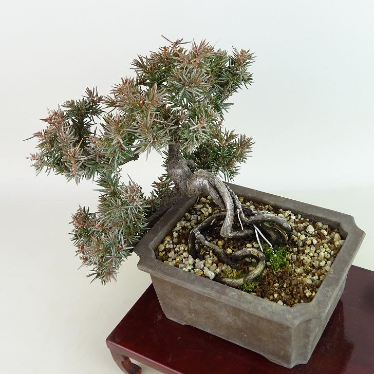 盆栽 杜松 樹高 上下 約18cm としょう Juniperus rigida