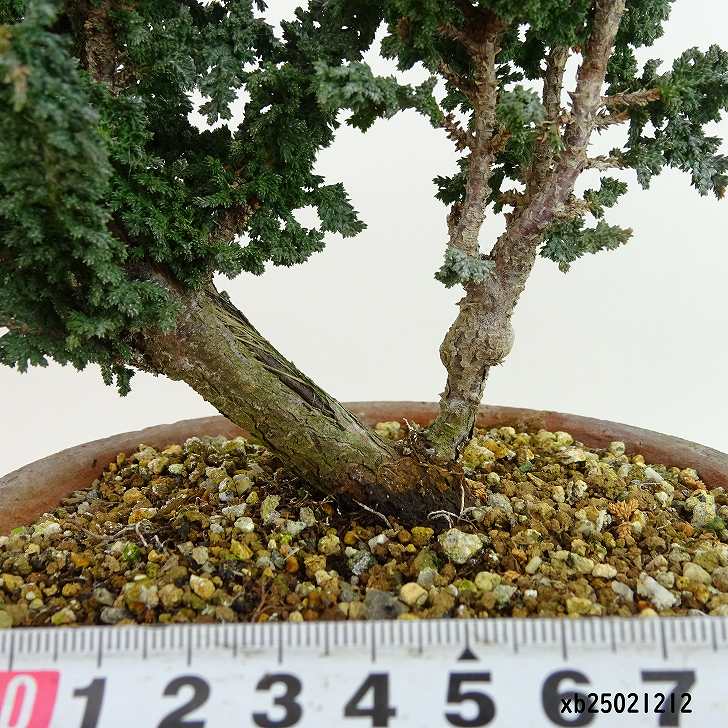 盆栽 桧 石化桧 樹高 約18cm せっかひのき Chamaecyparis obtusa