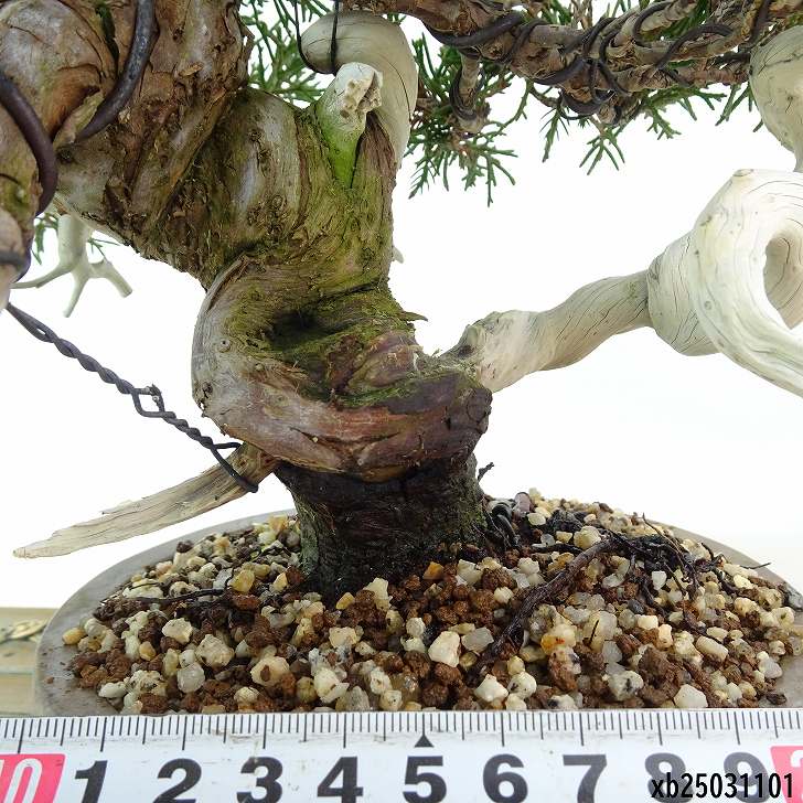 盆栽 真柏 樹高 約21cm しんぱく 高級盆栽 Juniperus chinensis
