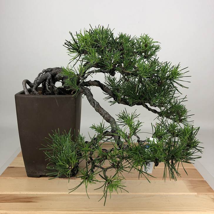 盆栽 松 五葉松 樹高 上下 約23cm ごようまつ Pinus parviflora